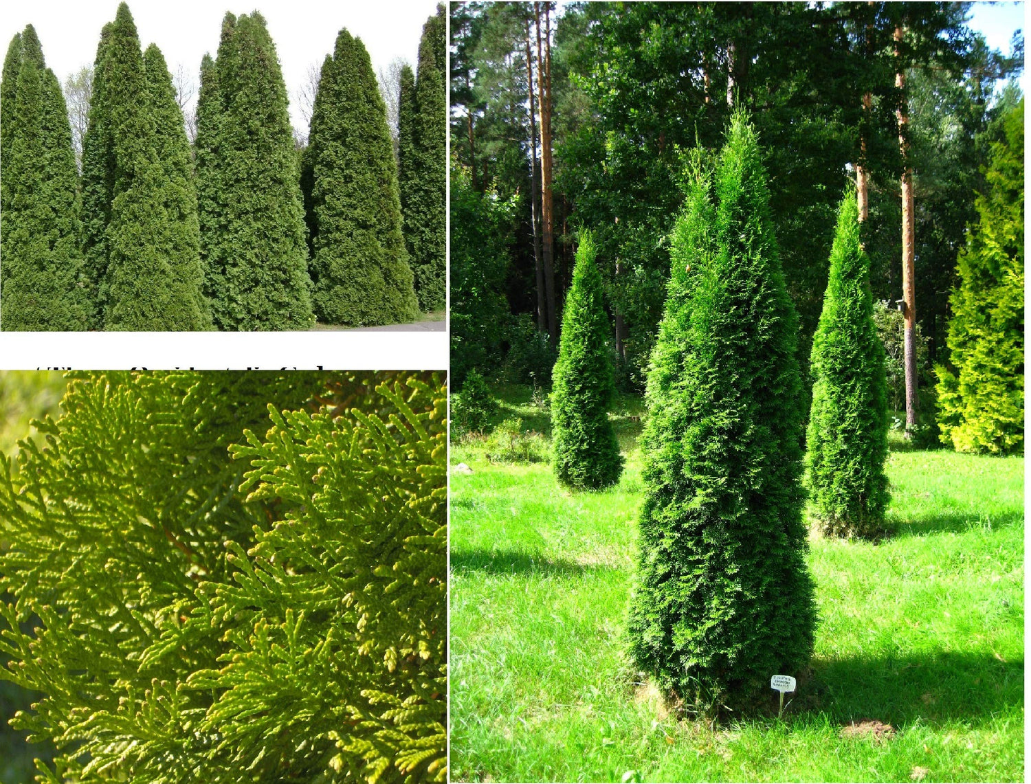 American Arborvitae, White cedar, Thuja occidentalis, Tree Seeds (Evergreen) 50