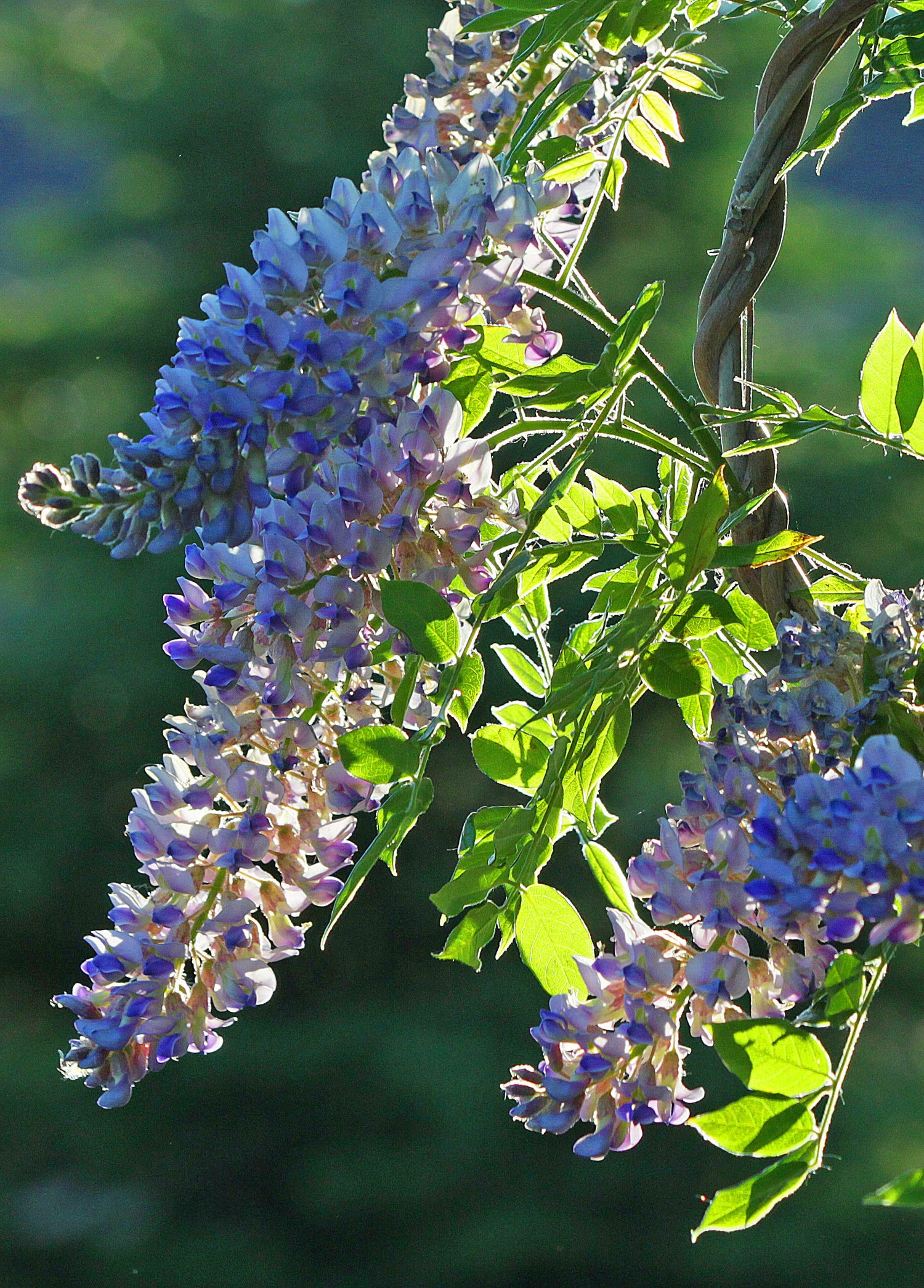 American Wisteria Seeds - Wisteria Vine with Scented Purple Flowers from Madison, WI