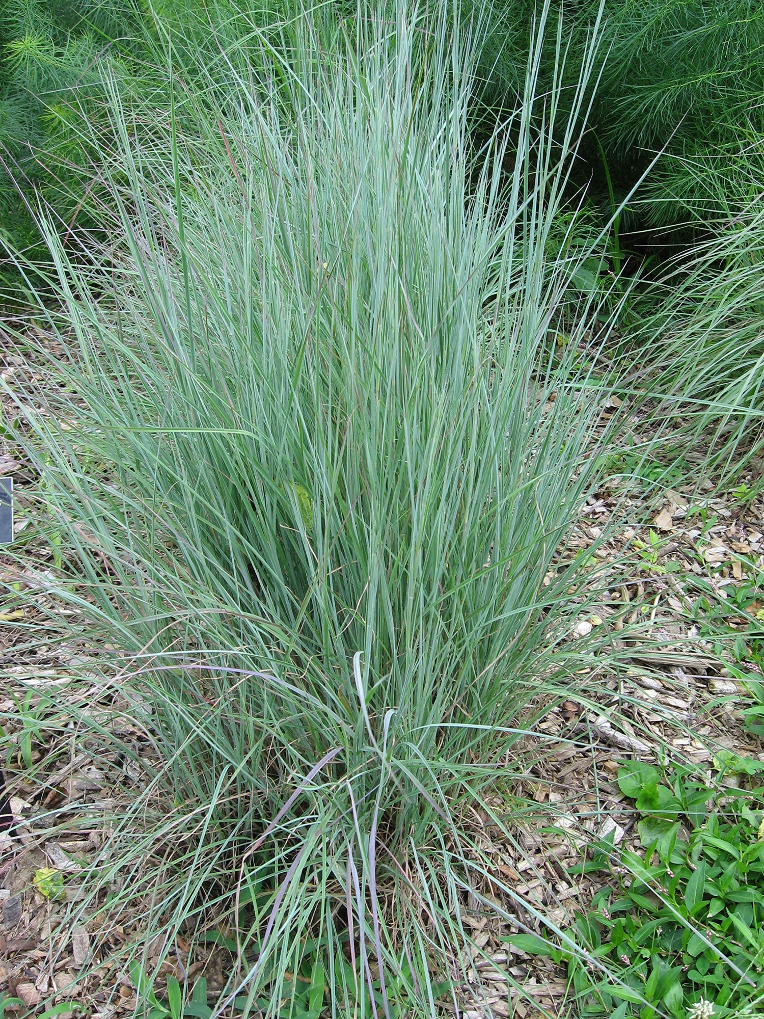500+ Little Bluestem Seeds American Native Grass, Bunch Grass, Beard Grass