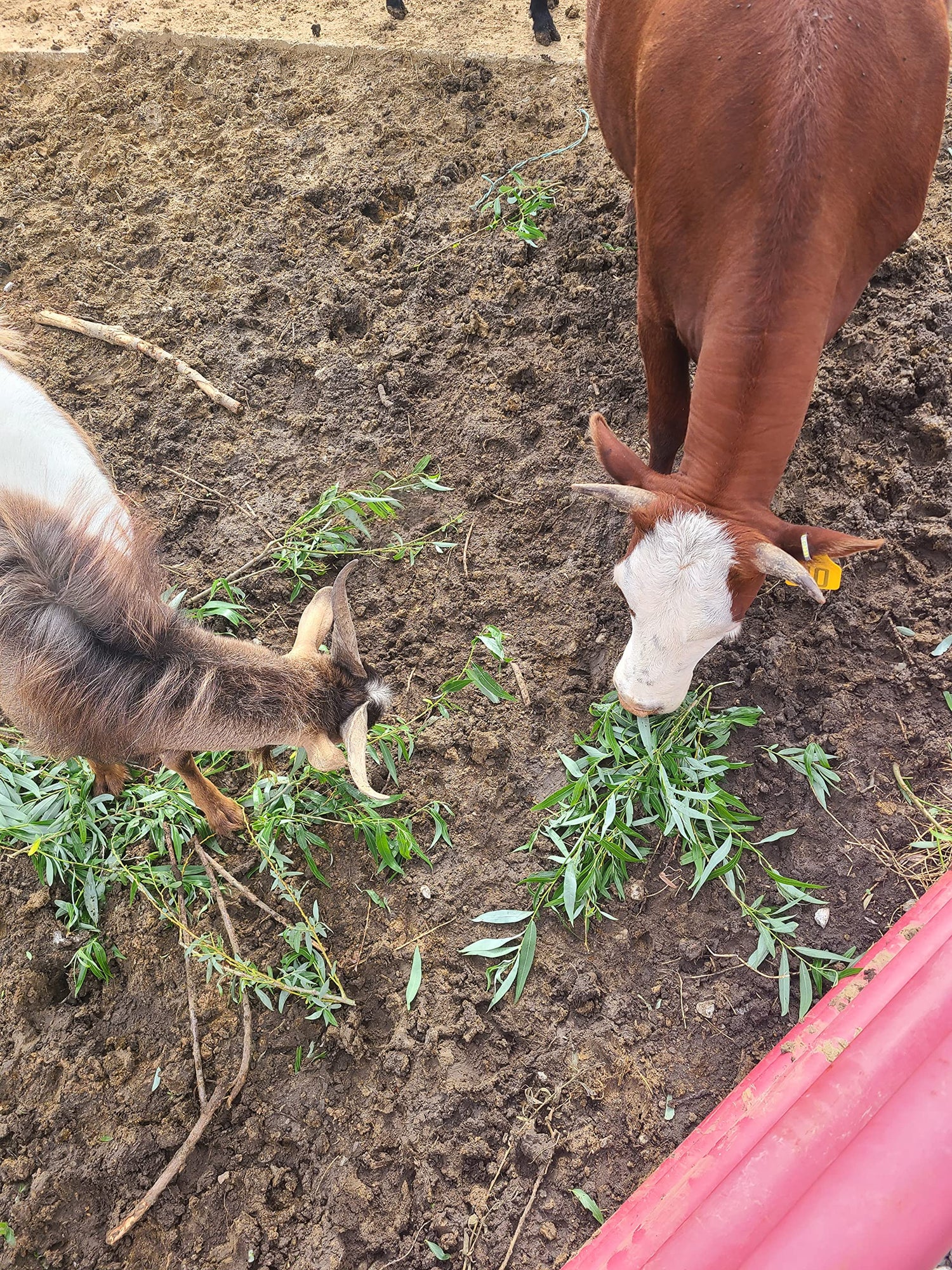 CZ Grain 20 Forage Willow Trees - Fast Growing Forage and Shade Provider - Horses, Goats and Cows Love It
