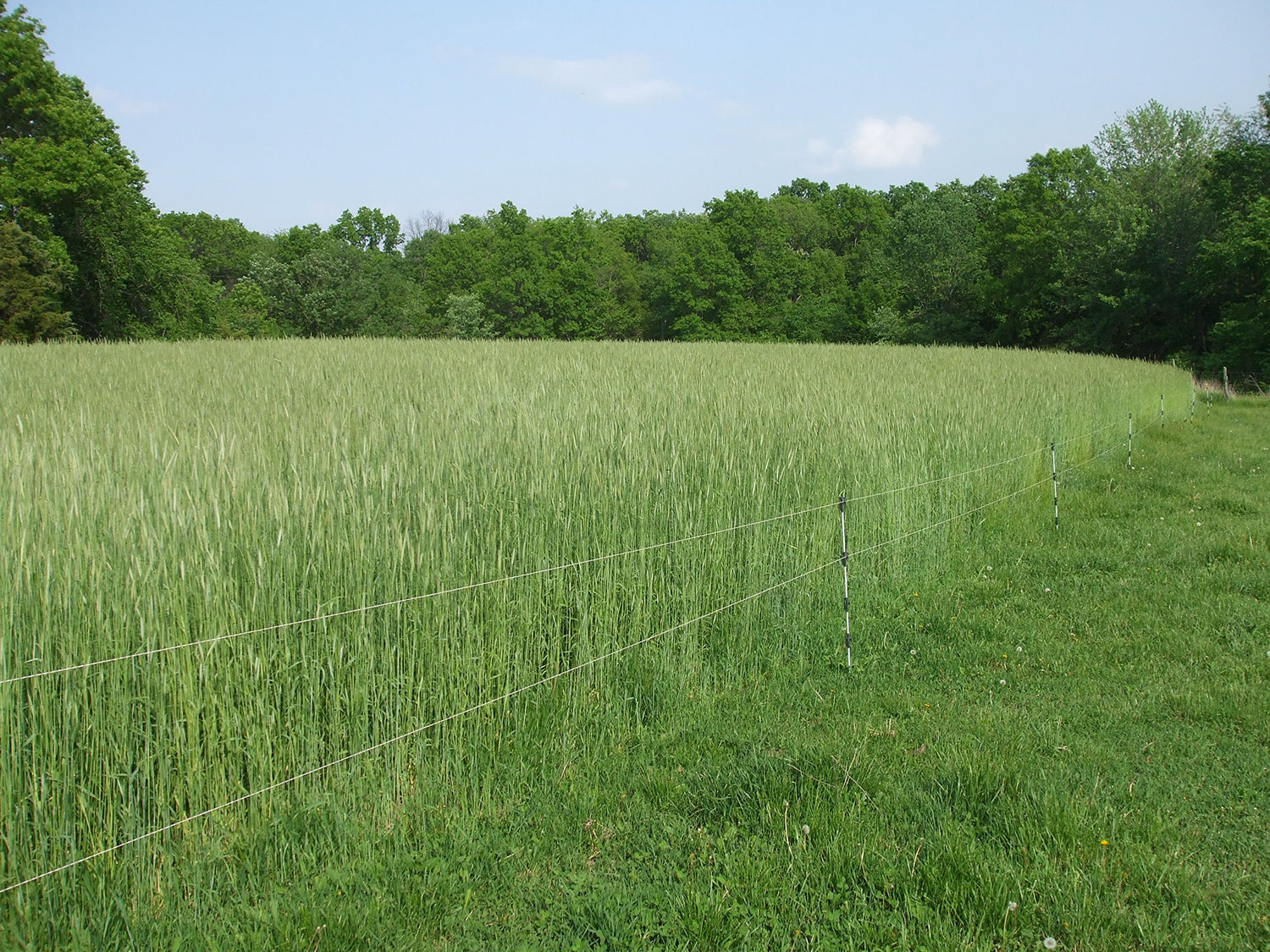 Lewis Family Farm 5 lb Cereal Rye Grain Seeds Open Pollinated Cover Crop Forage Deer Plot Food
