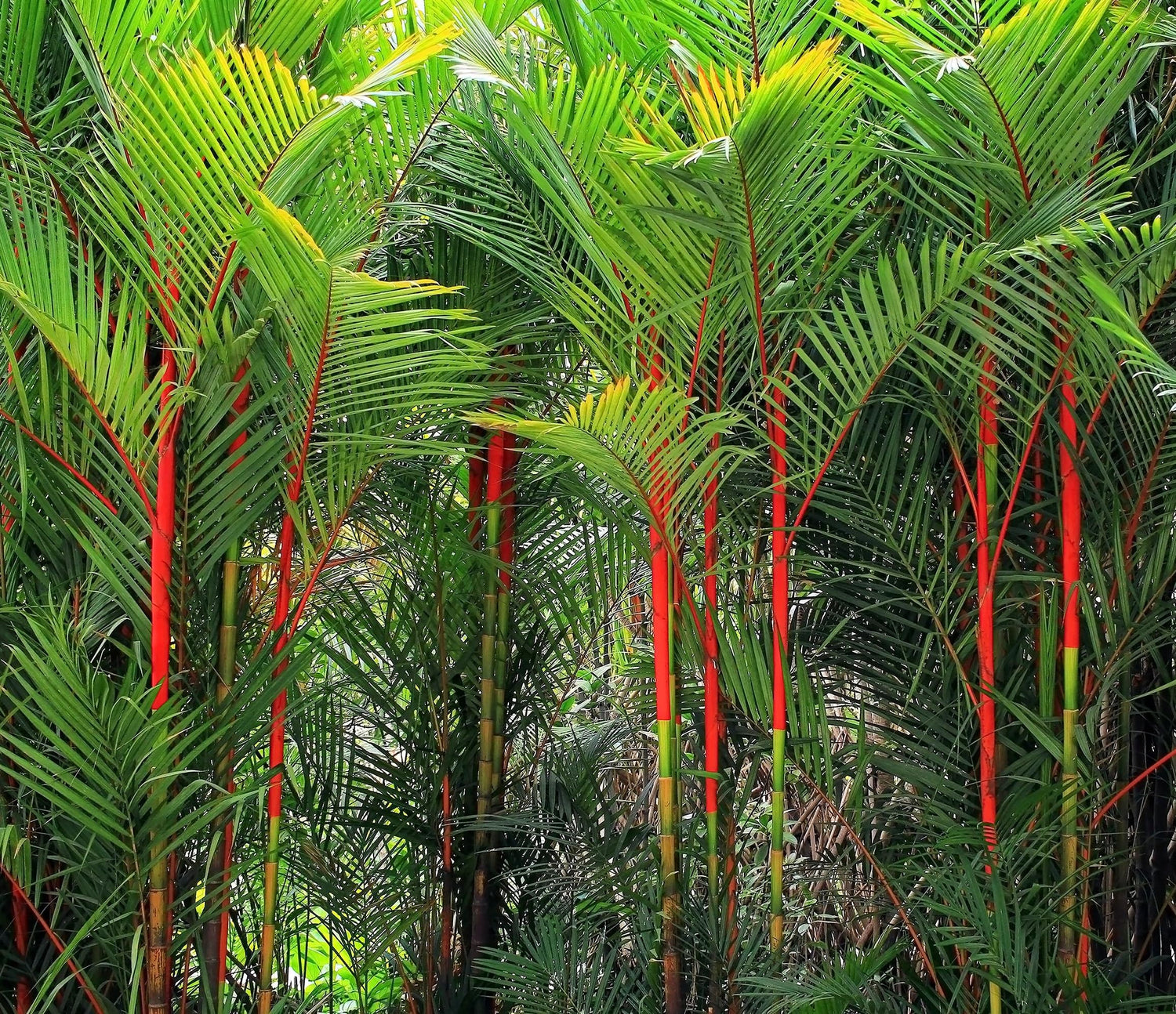 5 Lipstick Palm Seeds for Planting - Great Indoor Plant