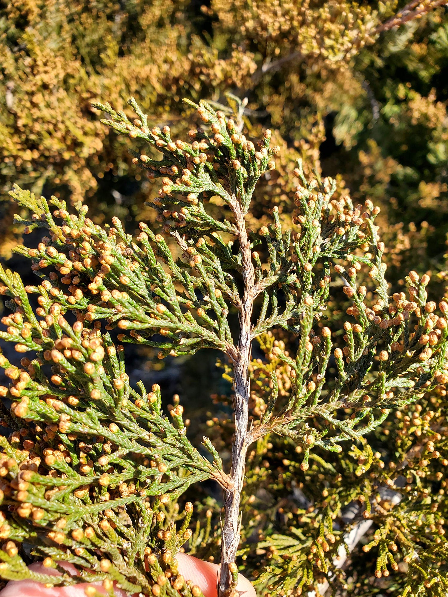 20 Gold Tipped Cedar Tree Branches - Beautiful Branches to Decorate, Wreath, Wedding or Event - Vibrant Green and Gold Evergreen Leaves