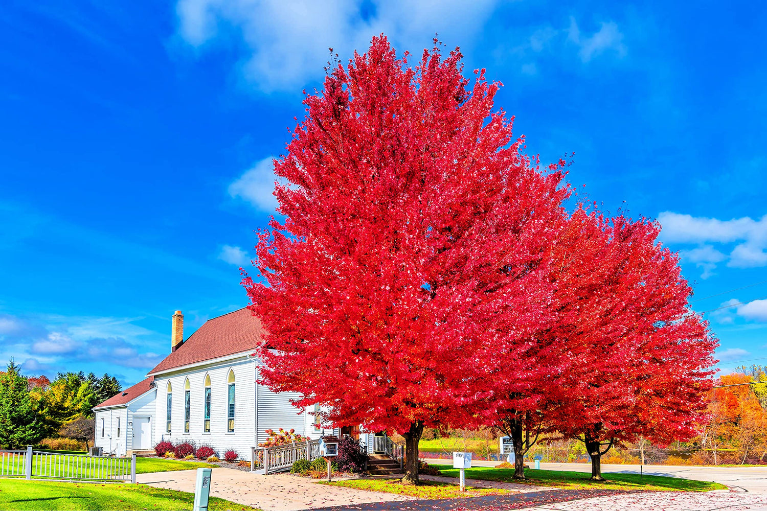 Red Maple Tree Seedlings for Planting | Live Tree Seedling - No Ship to California