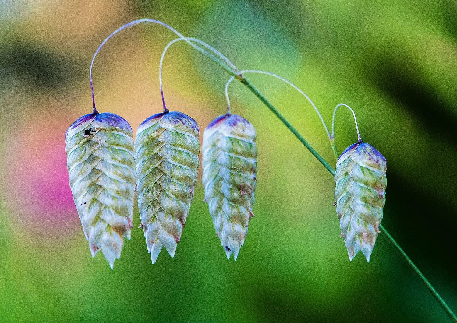 Rattlesnake Grass Seeds for Planting - Greater Quaking Grass