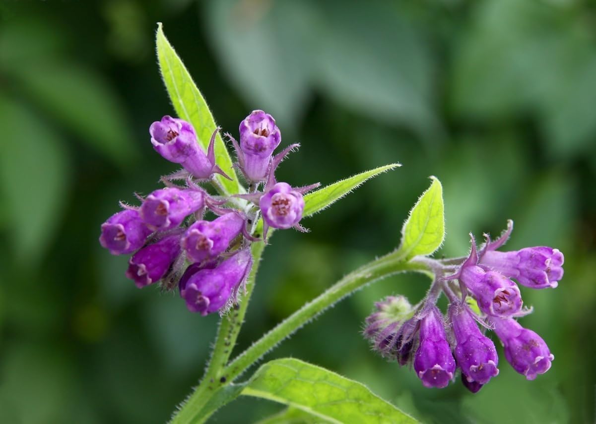 Bocking 14 Comfrey Root Cuttings to Grow