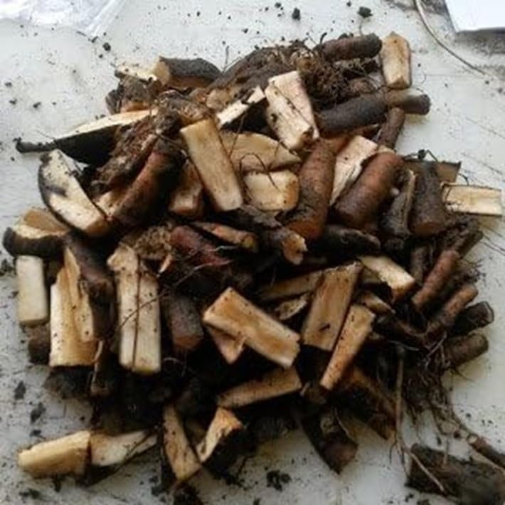 Bocking 14 Comfrey Root Cuttings to Grow